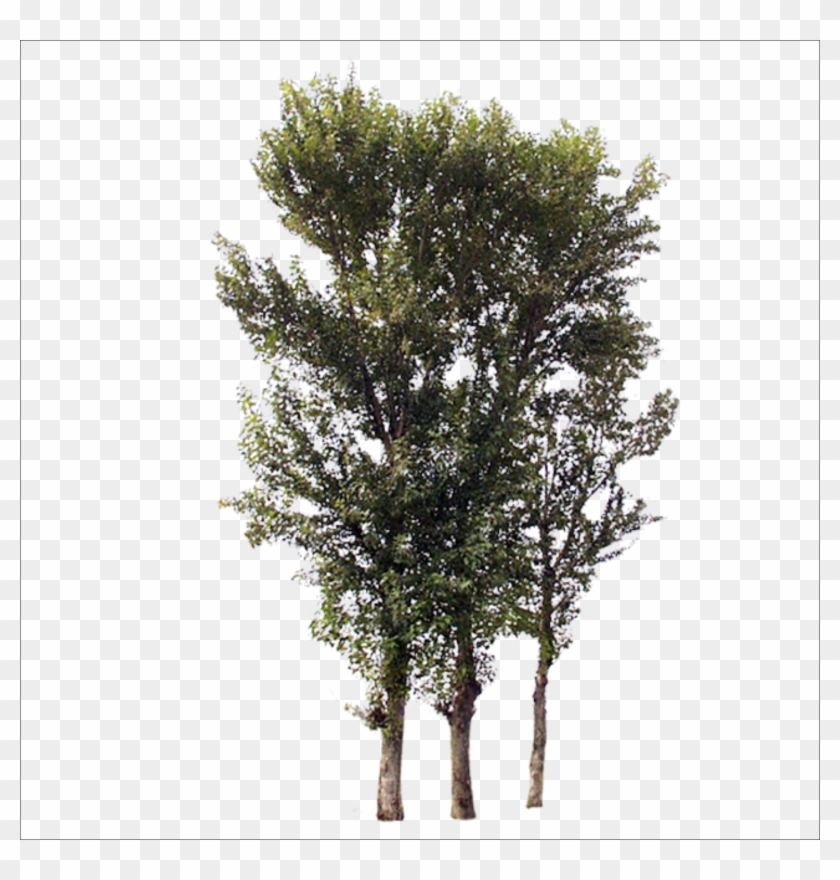 Rama De Árbol De Tronco - Portable Network Graphics #763012