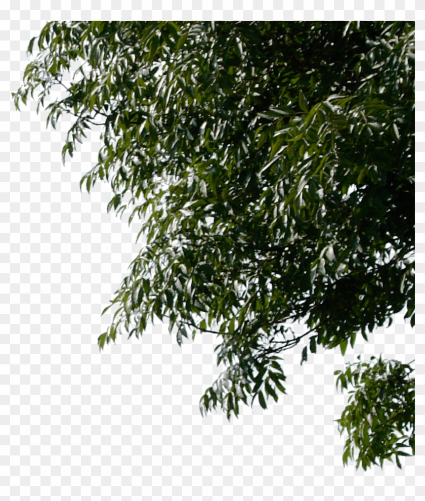 Rama De Árbol De Fondos De Escritorio - Background Pohon Png #763015