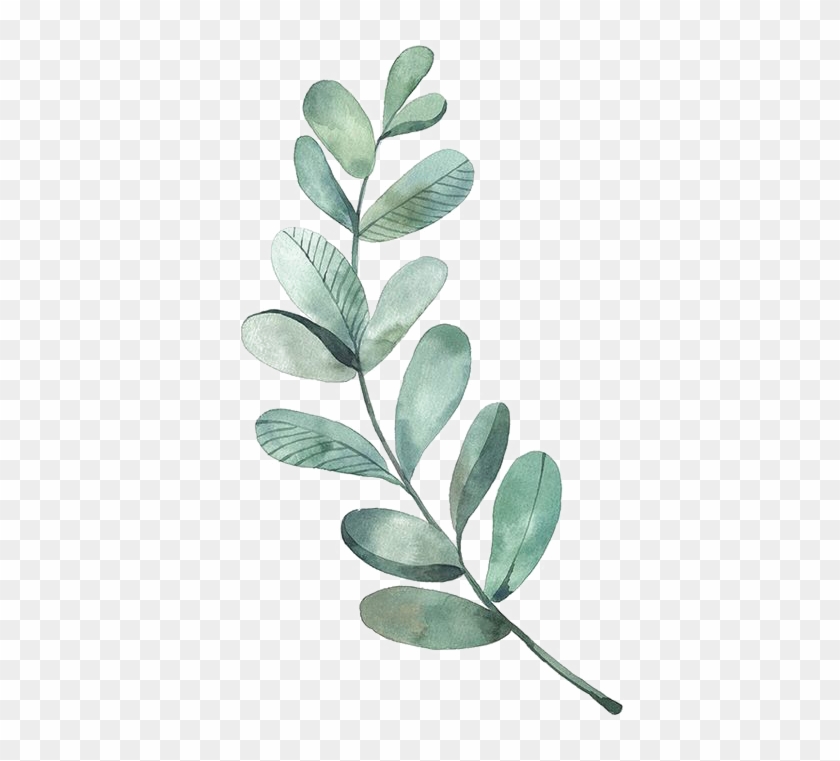 La Hoja De Dibujo Acuarela, Ilustración - Eucalyptus Leaves Clip Art #763032