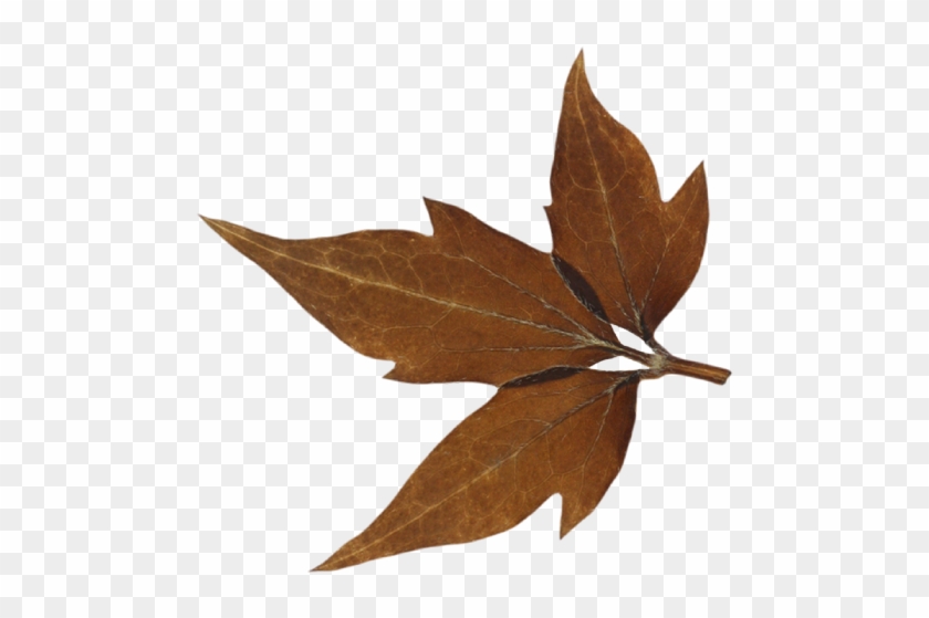 Feeling Extra Swankful Join Us For A Powerful - Maple Leaf #763187