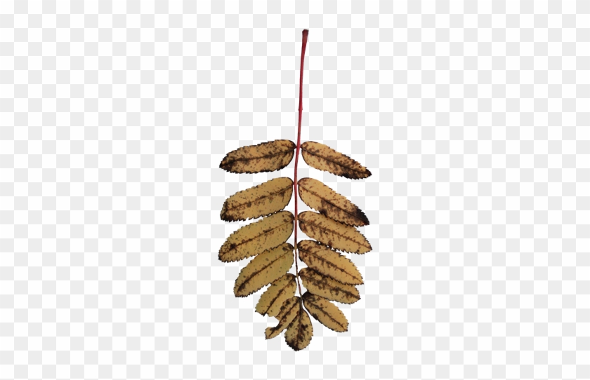 Rowan Tree Foliage Texture Back View Shrub Sorbus Old - Dead Leaves Transparent #763279