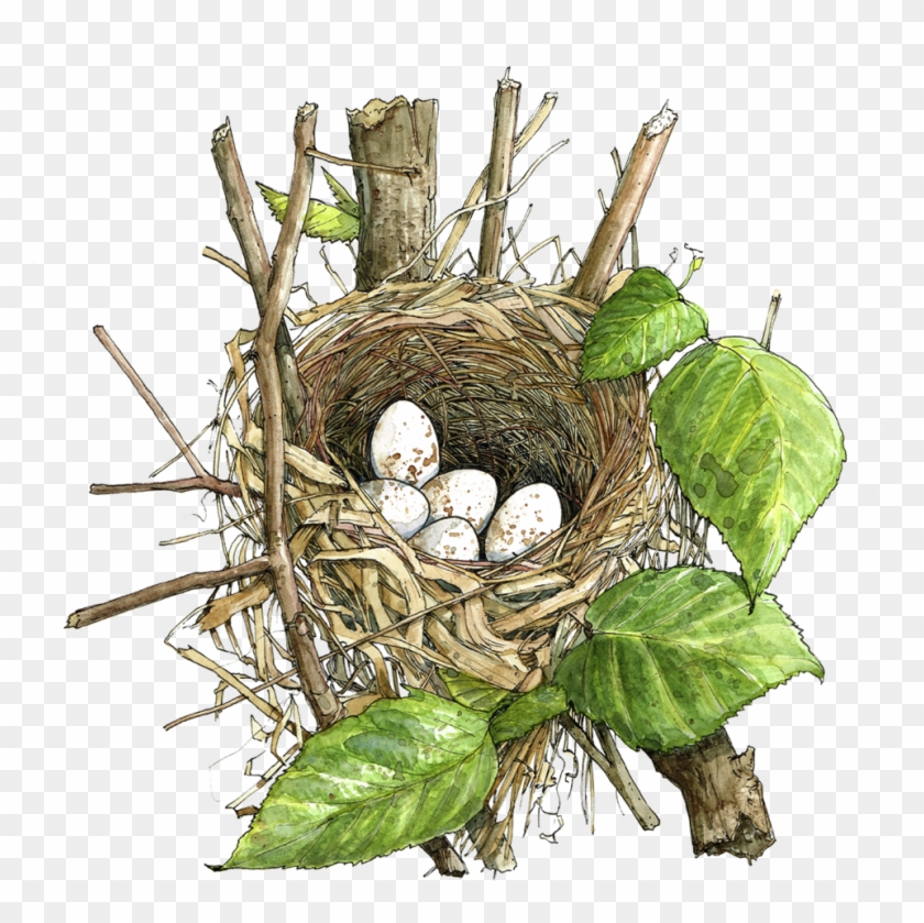 Birds&nests - Birds&nests #763415