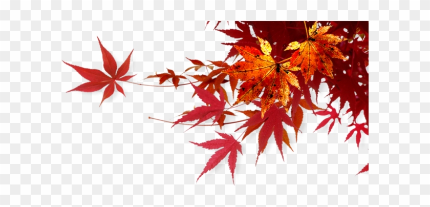 Feuilles,png - Осень Png #763705