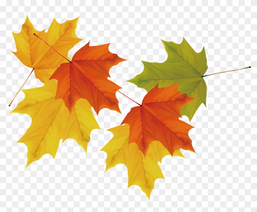 Maple Leaf Autumn - Maple Leaf #763723