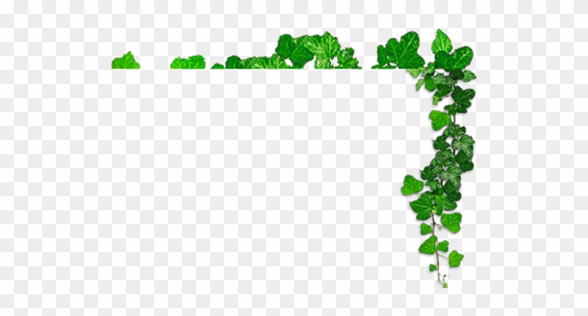 Herba Png #763833