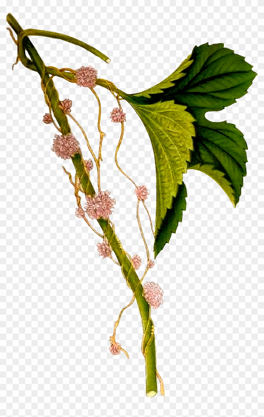 Clip Art Details - Giclee Painting: European Dodder, Cuscuta Europaea, #764012