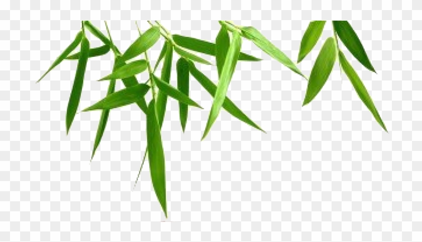 Nature - Epidendrum #766423