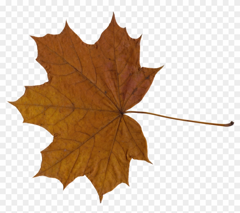 10 Maple Leaves Png Transpa Onlygfx Com - Maple Leaf #766789
