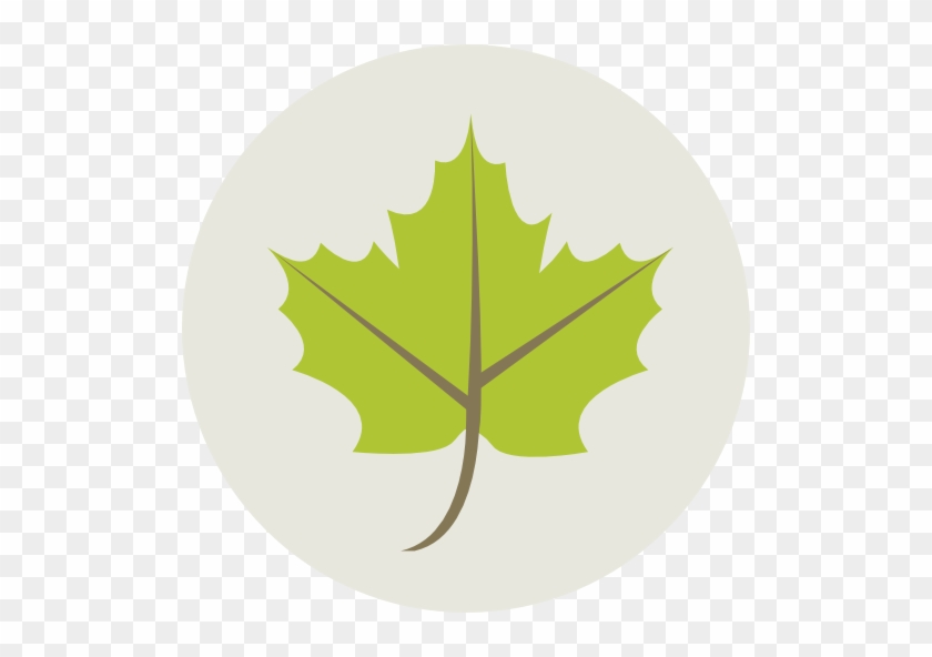 Leaf #766817