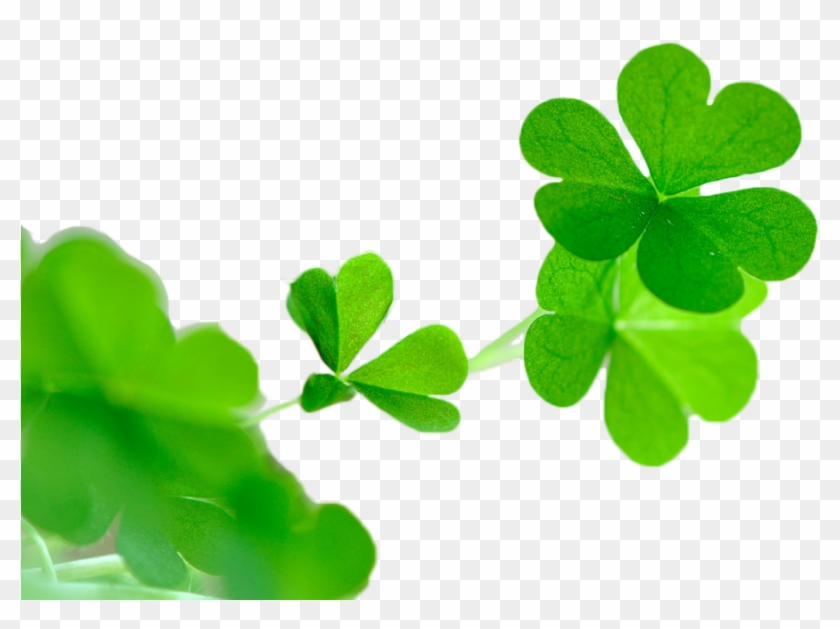 White Clover Red Clover Four-leaf Clover Wechat Avatar - Graphics #767765