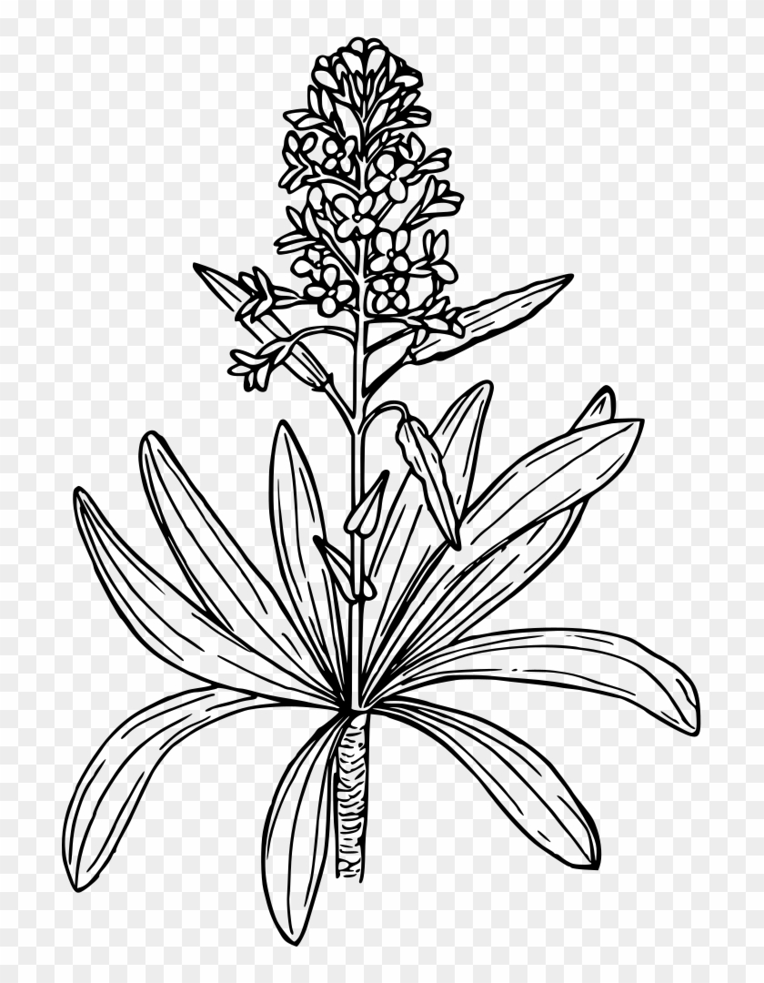 Dagger Pod Mustard - Mustard Plant Png Black And White #768464