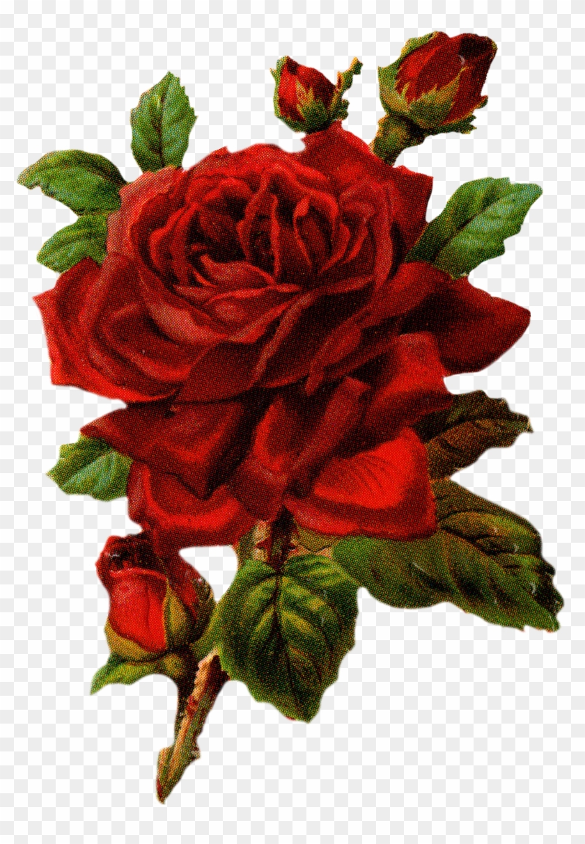 Rose Graphic - Rose Graphic #768518