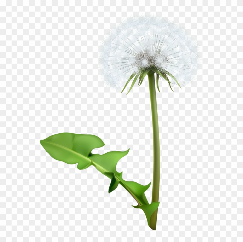 Common Dandelion Flower Clip Art - Dandelion Flower Free Vector #769006