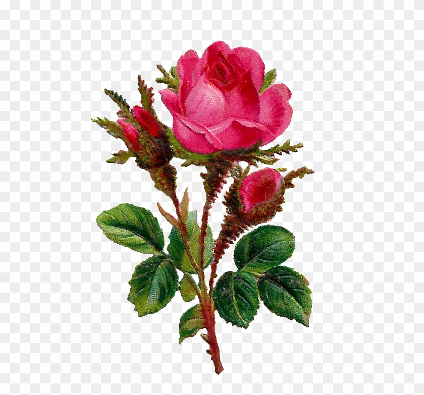 The First And Third Digital Pink Rose Images Look Very - Букет Из 3 Цветов #769139
