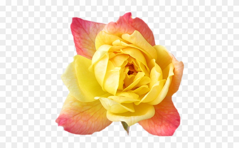 Yellow Rose Flower Wallpaper - Clipart Flower Crown Png #769254