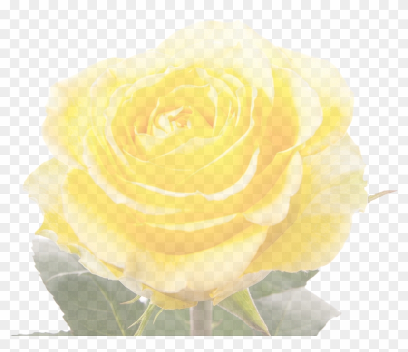 Rose Desktop Wallpaper Yellow Display Resolution - Rose Desktop Wallpaper Yellow Display Resolution #769429