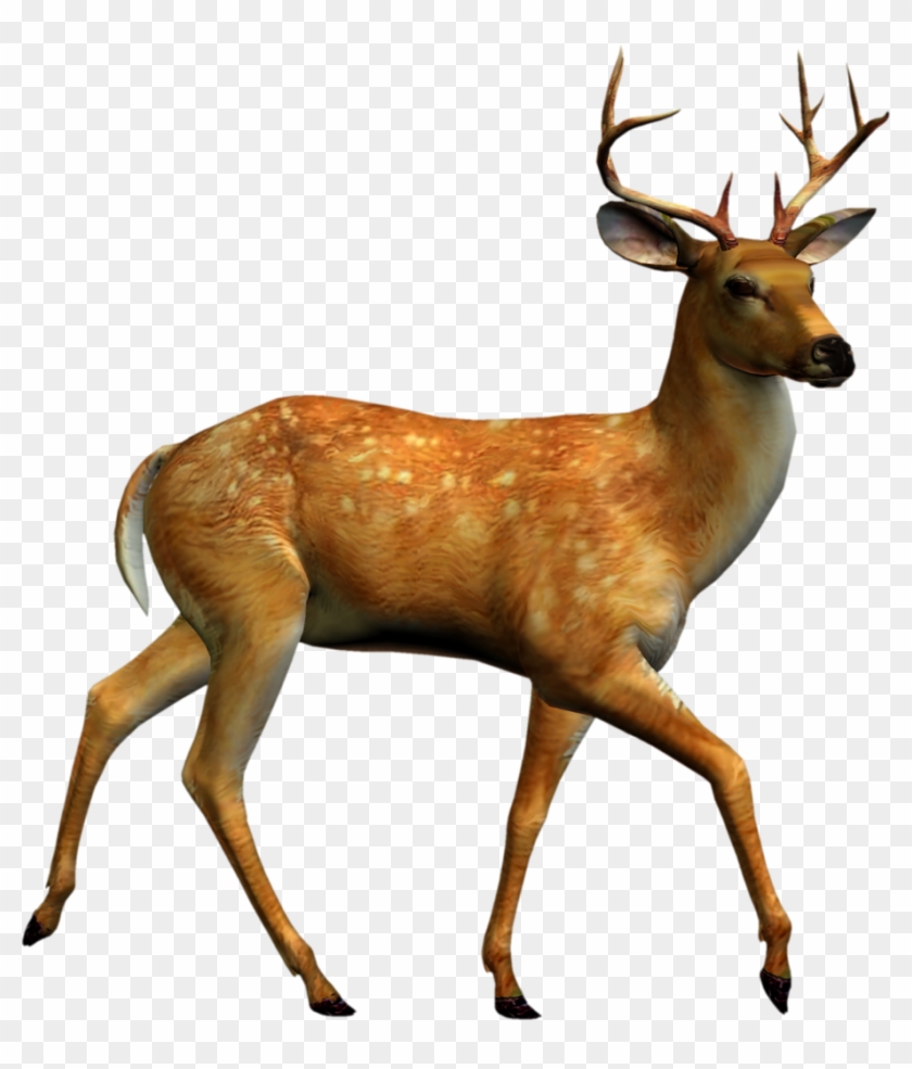 Яндекс - Фотки - Deer Png #769377