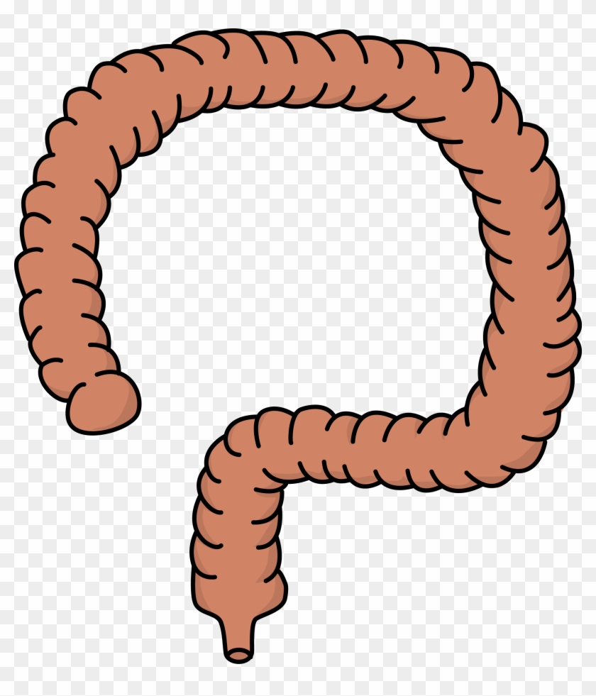 Image For Free Intestine Health High Resolution Clip - Image For Free Intestine Health High Resolution Clip #142793