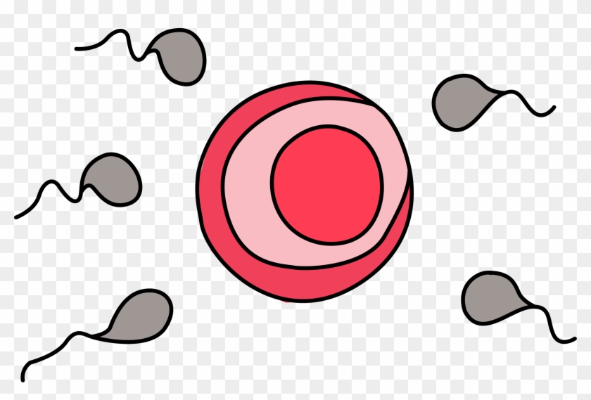 Image For Free Sperm And Egg Health High Resolution - Sperm And Egg Cartoon #142922