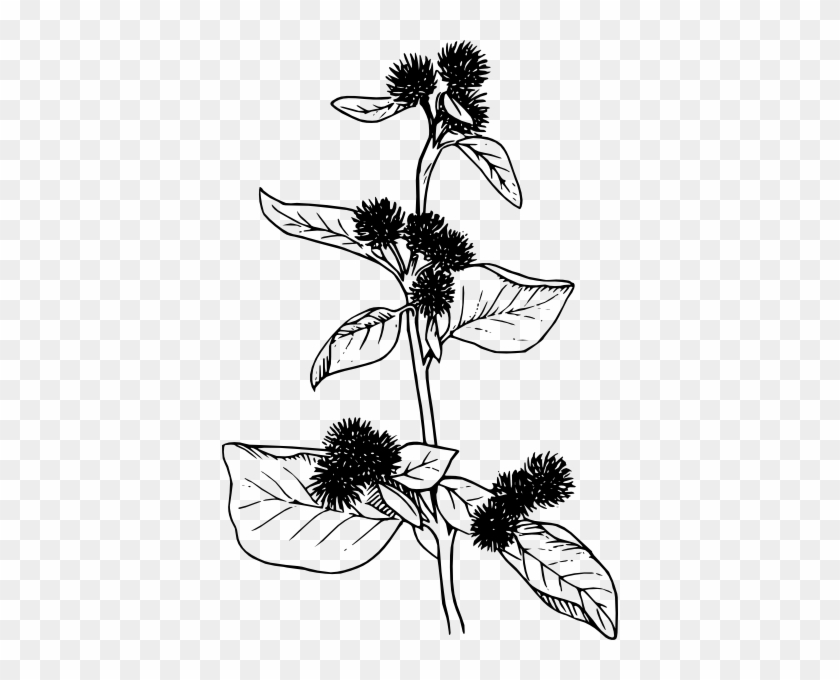 Free Vector Burdock Flowers Lineart Clip Art - Burdock Plant Clipart #770927