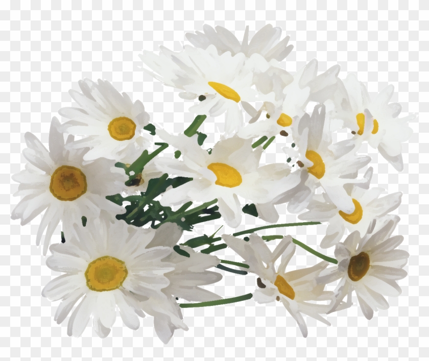 Png形式でダウンロード - Chamomile Png #771589