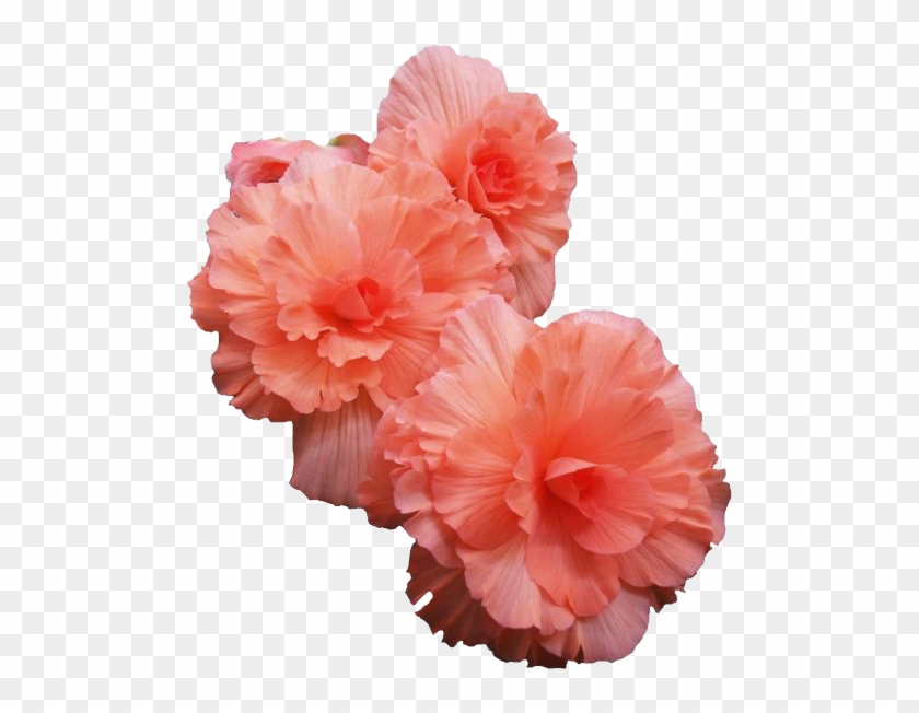Pink Flowers - Flowers Transparent #772107