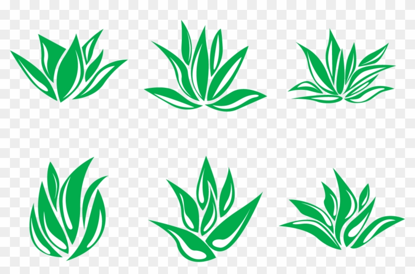 Aloe Vera Euclidean Vector Agave Deserti Clip Art - Maguey Vector #772922
