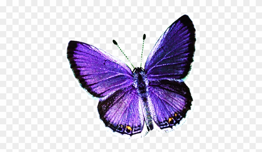 Butterfly Hd Png Image - Forudesigns Women Small Handbags Butterfly Printing #773320