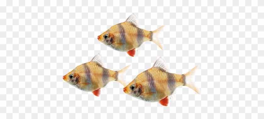 Deepfix Bird - Tilapia #773739