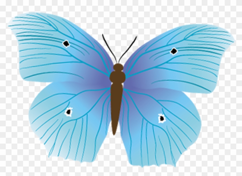 Butterfly Diagram Nymphalidae Insect - Butterfly Diagram Nymphalidae Insect #773895