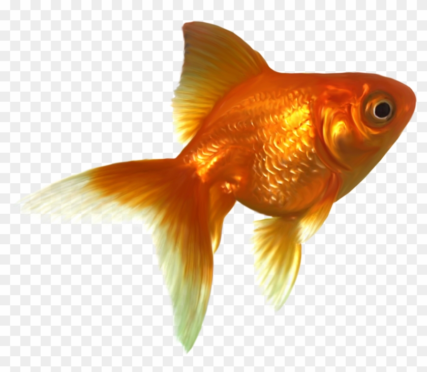 Фото, Автор K - Gold Fish #774091