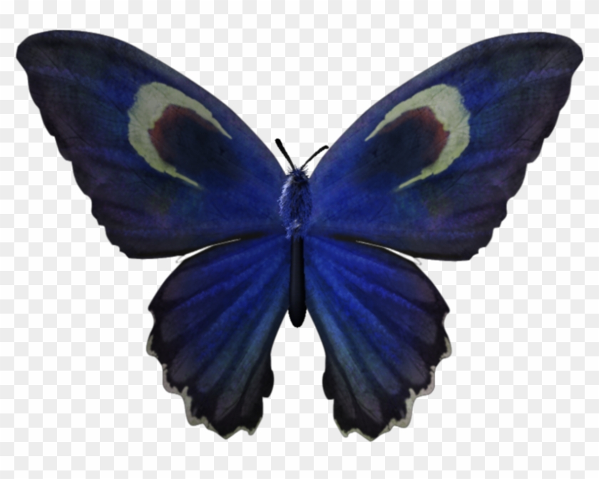 Mooncutter Butterfly Collectible - Mooncutter Butterfly Collectible #774350