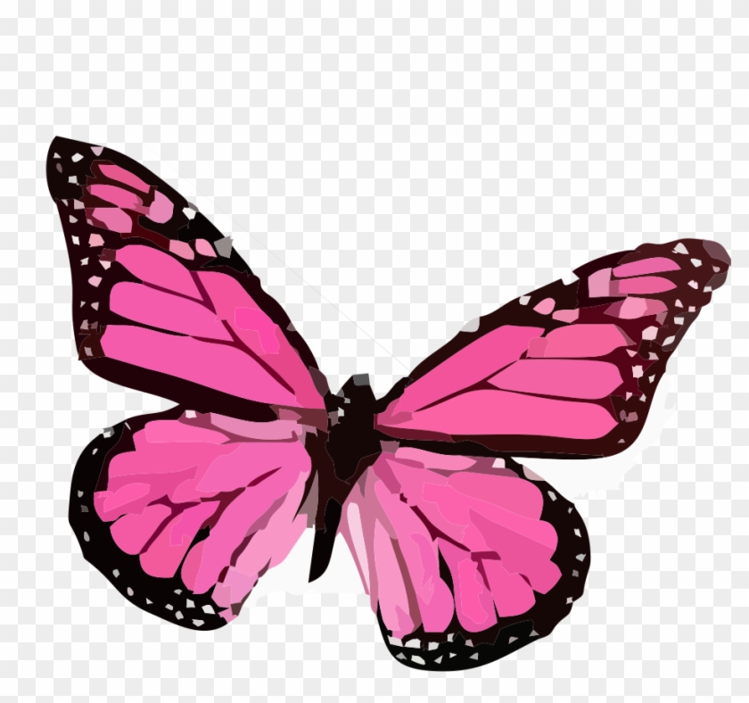   Brush-footed Butterfly #774357