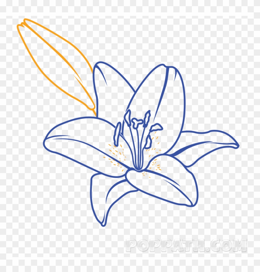 Make A Bud On The Top Left Of The Lily - Drawing #774555