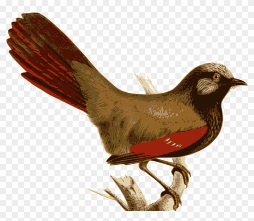 Brown Cuckoo Cliparts 1, Buy Clip Art - Garrulax #775157