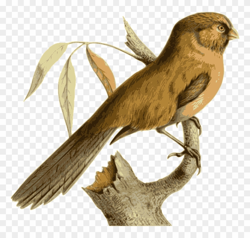 Cuckoo Cliparts 4, - Clip Art #775214
