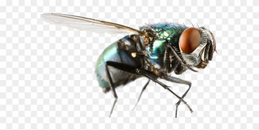 Fly Png Clipart - House Fly In Flight #775226