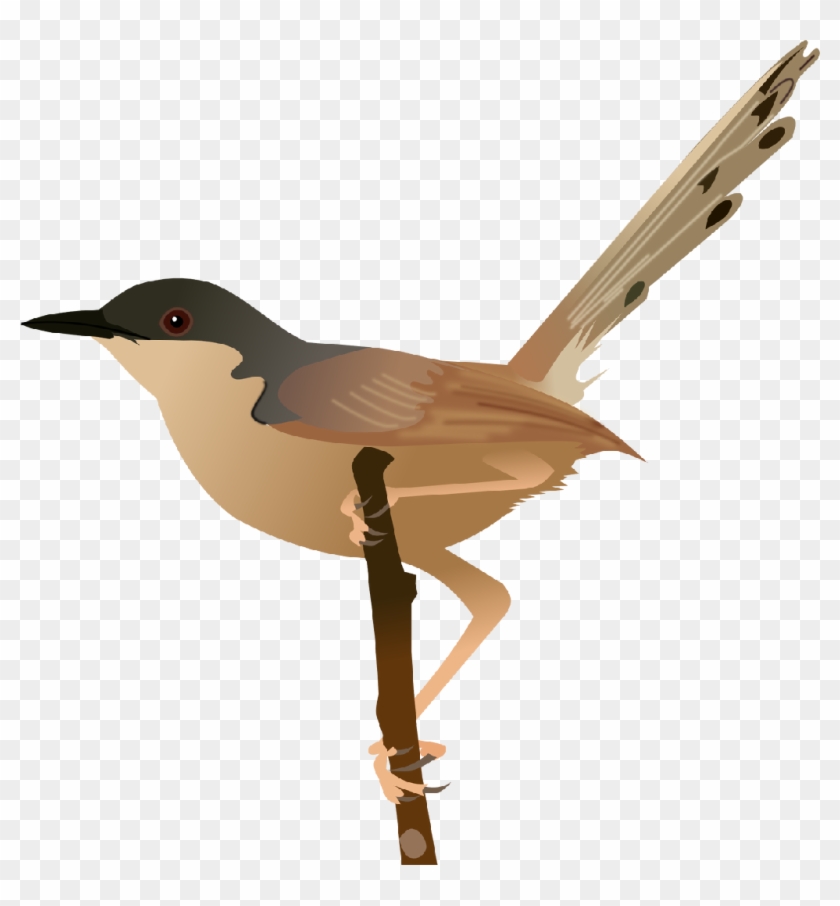 Ashy Prinia - Ashy Prinia #775317