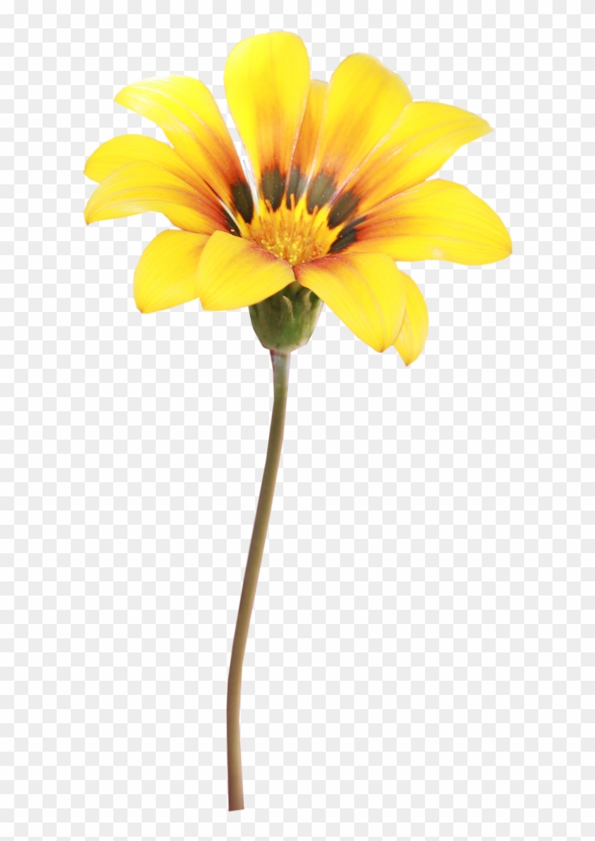 Flower Photography Yellow - Flower Photography Yellow #777549