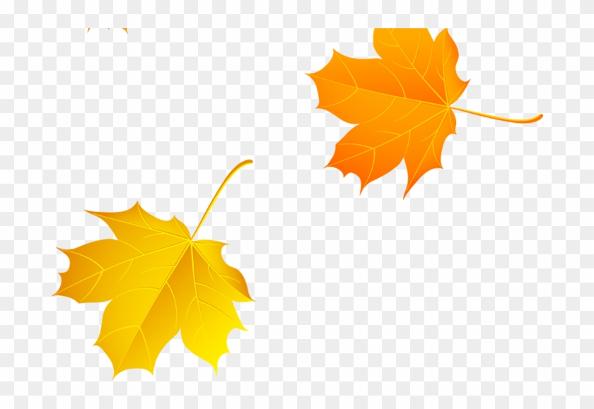 Autumn Maple Leaf - Autumn Maple Leaf #778197