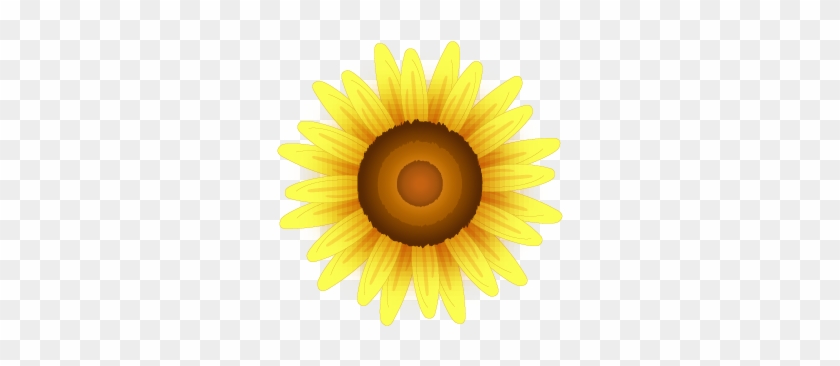 Common Sunflower - Yellow Sunflowers - Common Sunflower - Yellow Sunflowers #778341