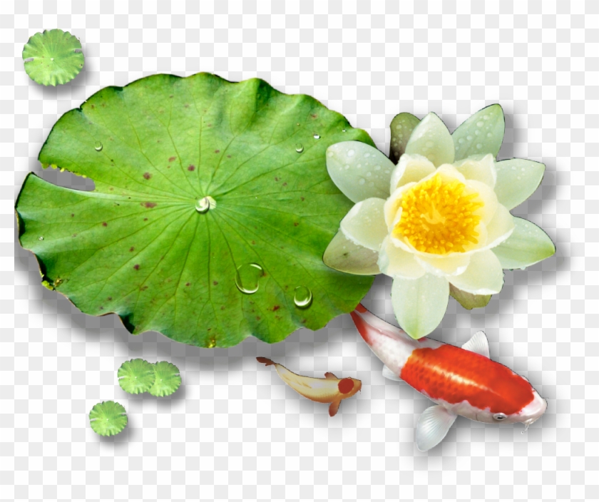 Nelumbo Nucifera Water Lilies Euclidean Vector - Jvc Everio Gz Mg330 #778346