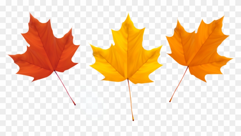 Maple Leaf Autumn Leaves - Maple Leaf Autumn Leaves #778377