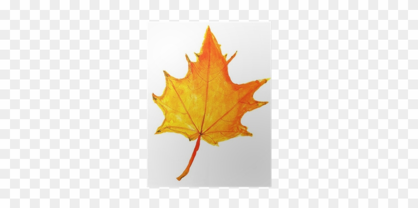 Autumn Yellow Maple Leaf Poster • Pixers® • We Live - Drawing #778382
