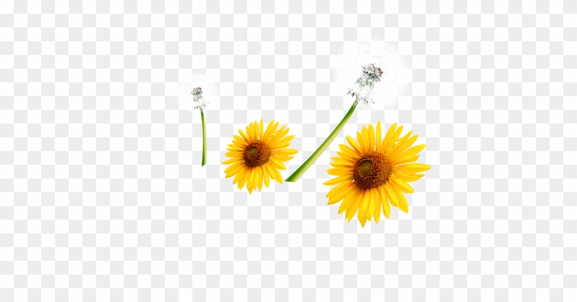 Common Sunflower Download Computer File - Common Sunflower Download Computer File #778512