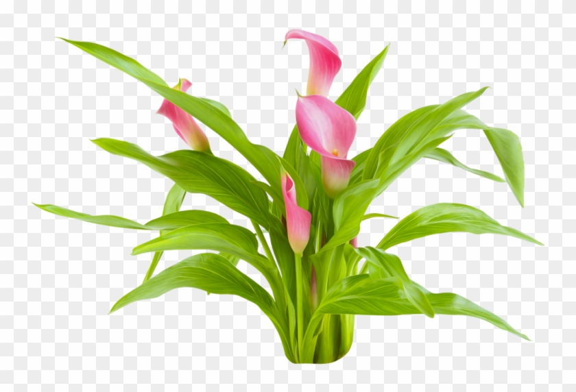 Arum-lily Cut Flowers Plant Computer Programming - Arum-lily Cut Flowers Plant Computer Programming #778585