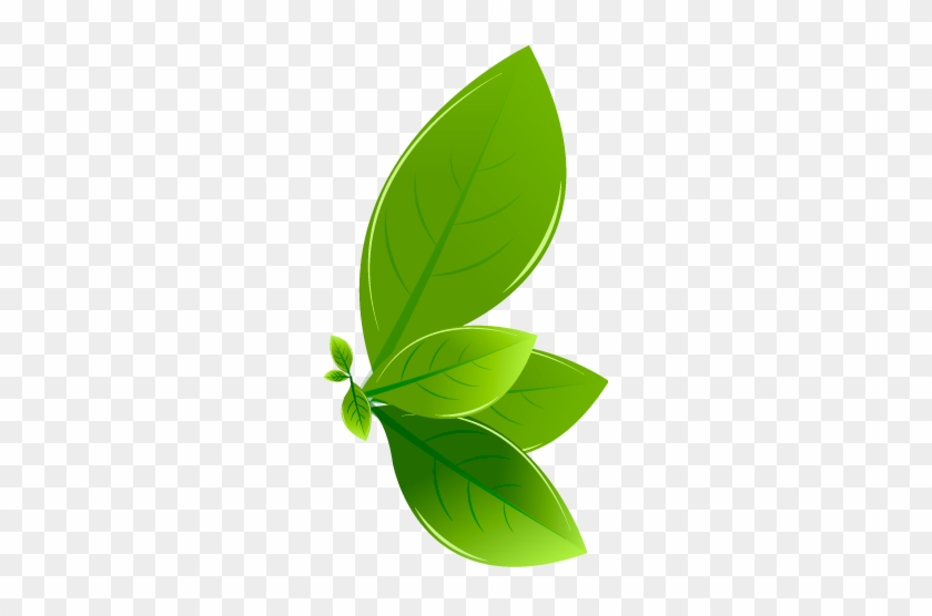 Cascara Sagrada #778602