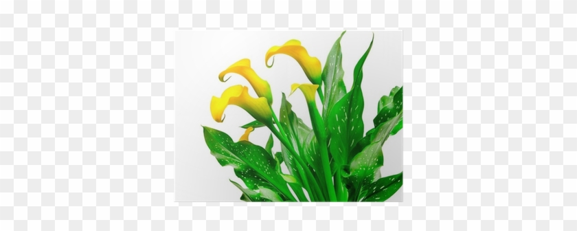 Calla Lily Isolated On White Background Poster • Pixers® - Arum-lily #778674