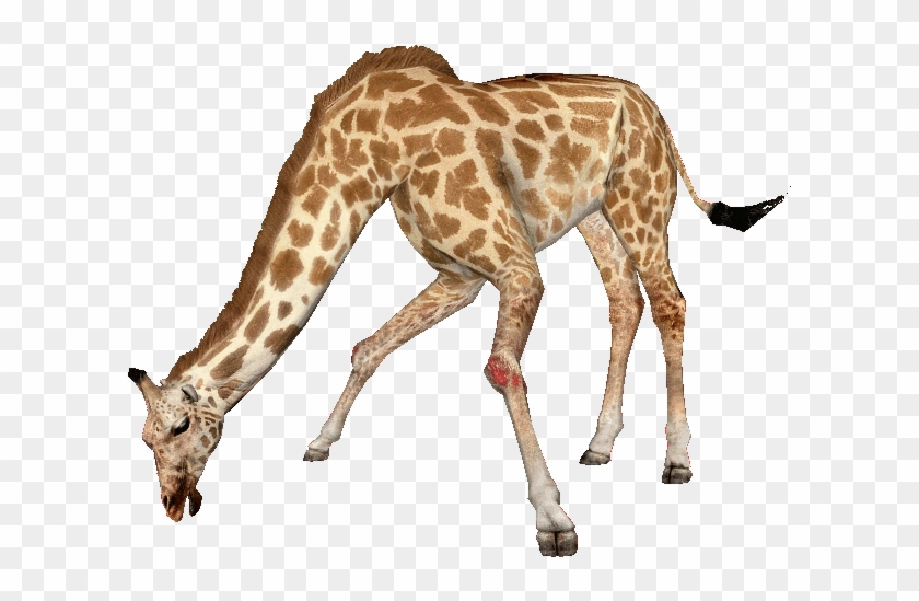 West African Giraffe 2 - West African Giraffe 2 #779012
