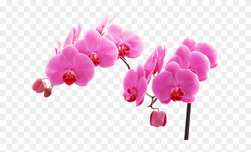 Black Frame Fuschia - Sz Hd Butterfly Orchid Wall Art For Living Room, Beautiful #779450